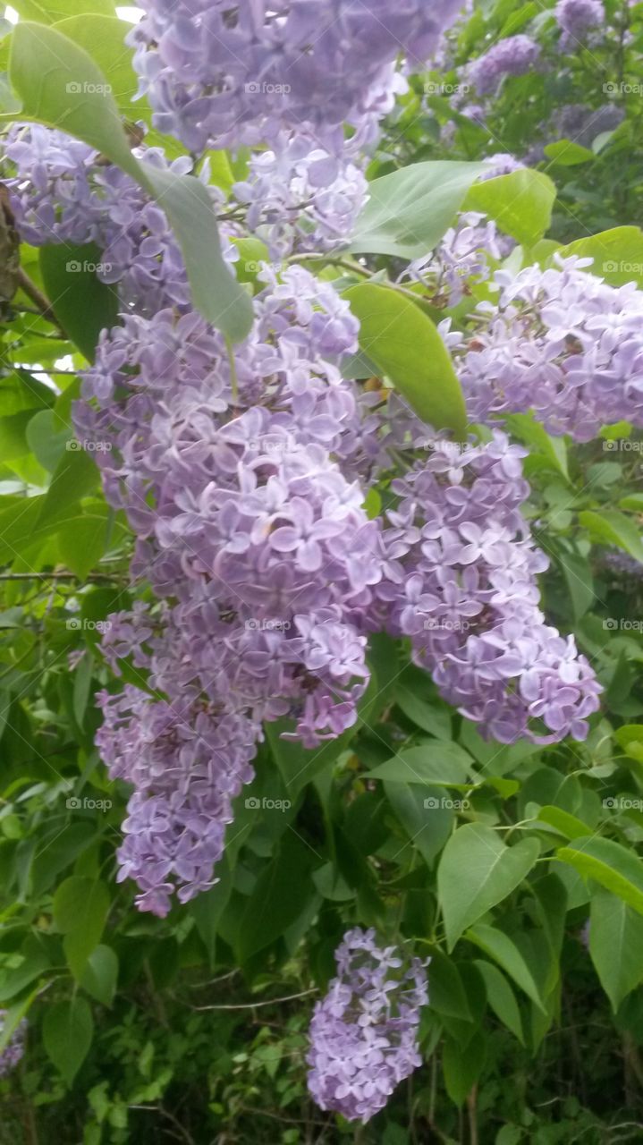 Lilac flower