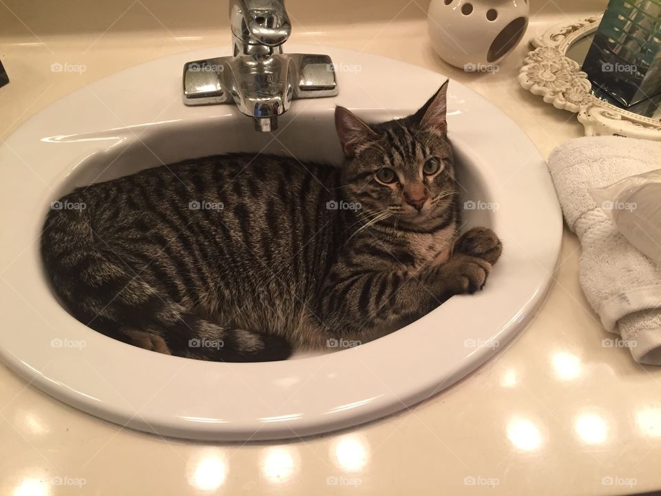 Fred in the Sink