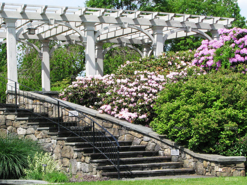 Steps, a pergola and beautiful flowers