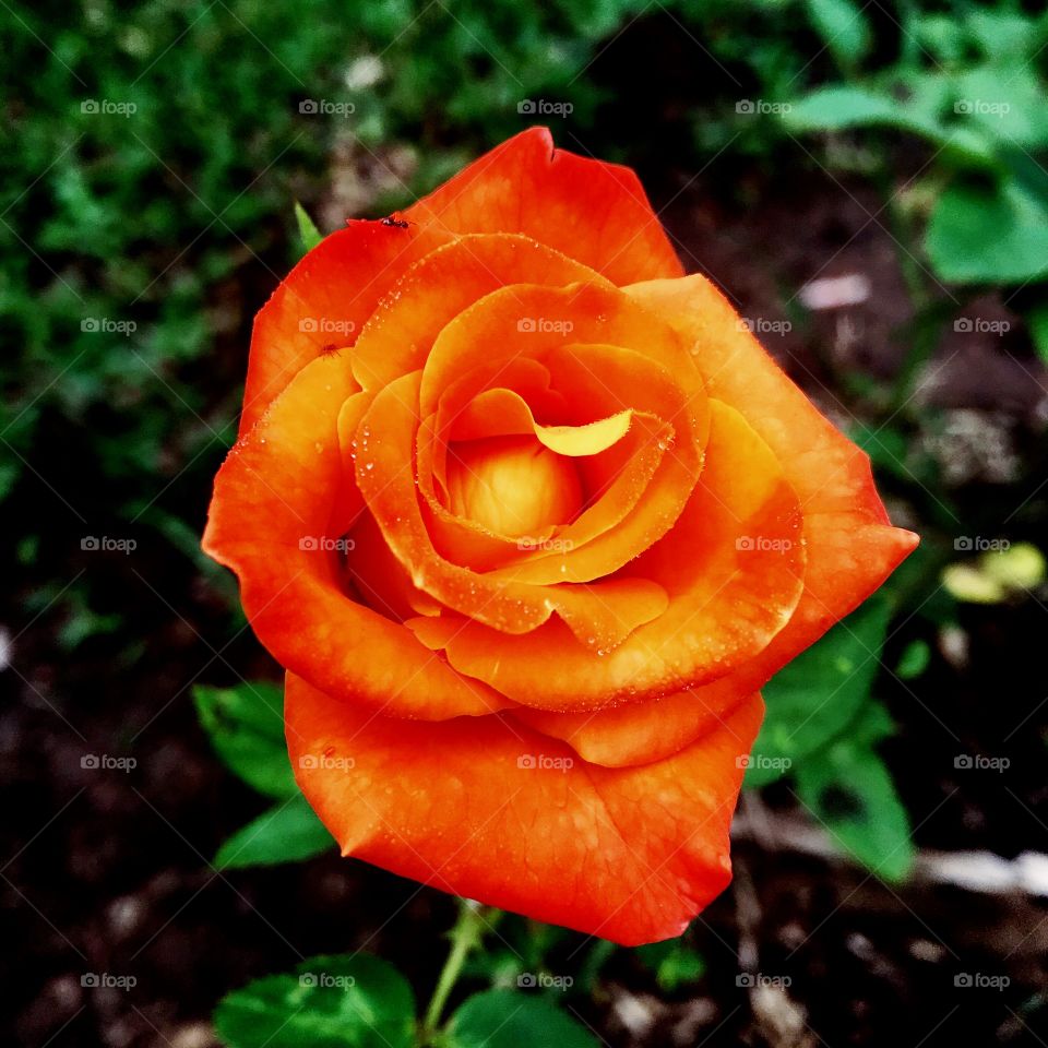 🌺Fim de #cooper!
Suado, cansado e feliz, alongando e curtindo a beleza da #roseira laranja e seu botão maravilhoso.
🏁
#corrida #treino #flor #flowers #pétalas #pétala #jardim #jardinagem #garden #flora #flores #rosa #run #running #esporte