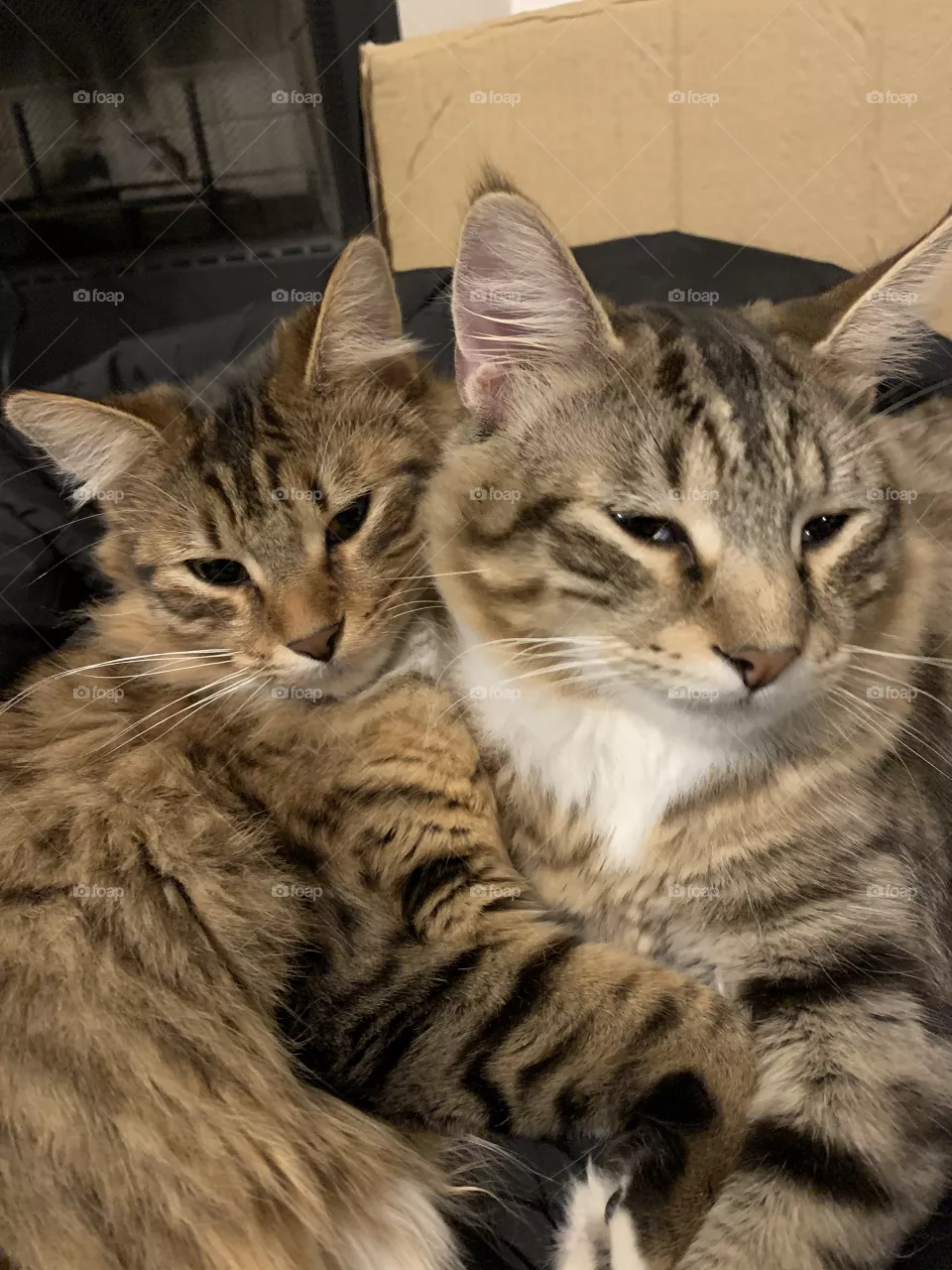 Two cute kittens 