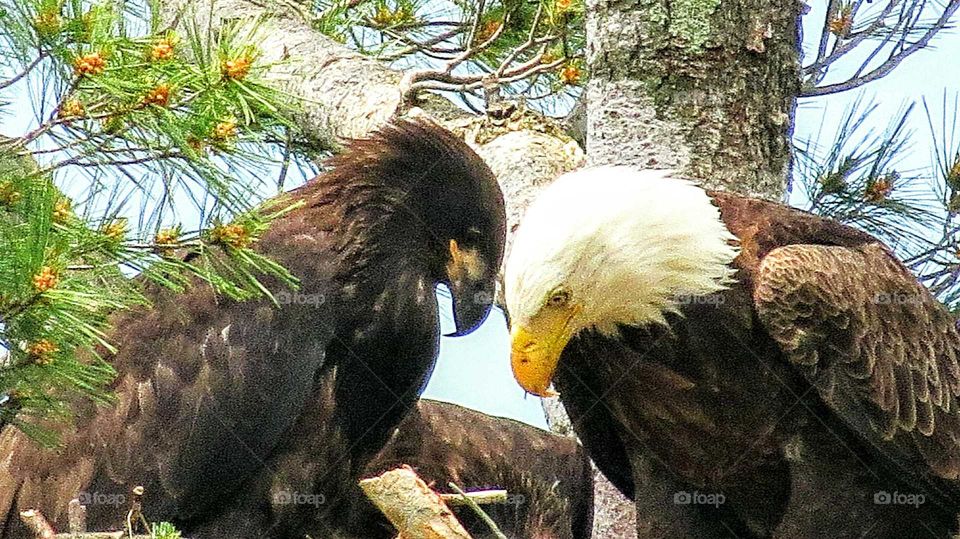 Bald Eagle and Eaglet