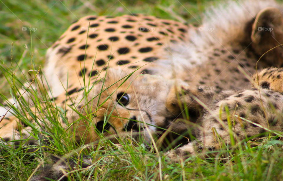 cheetah baby hiding