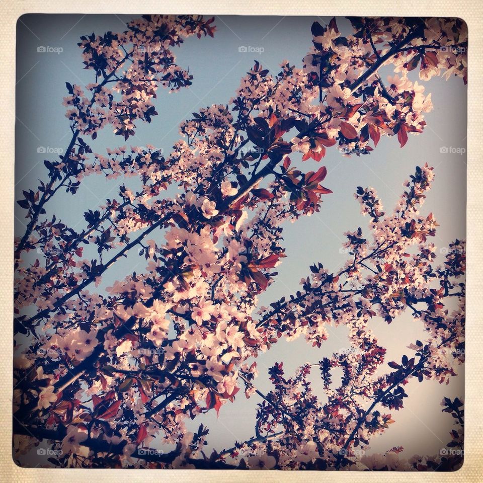 The Spring is Coming