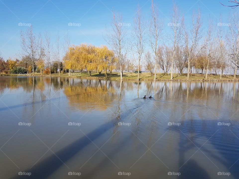 fishpond lake and forest