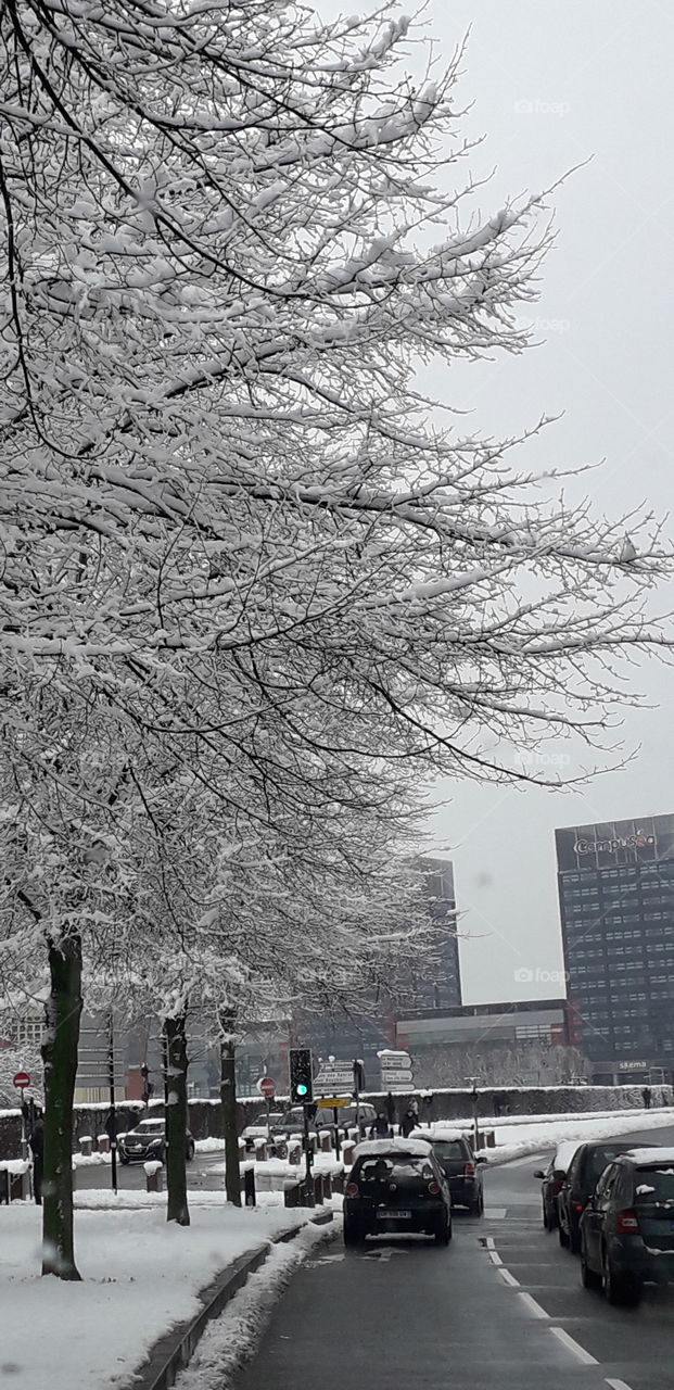 Lille sous la neige