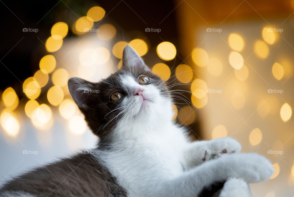 Dreamy Christmas Cat