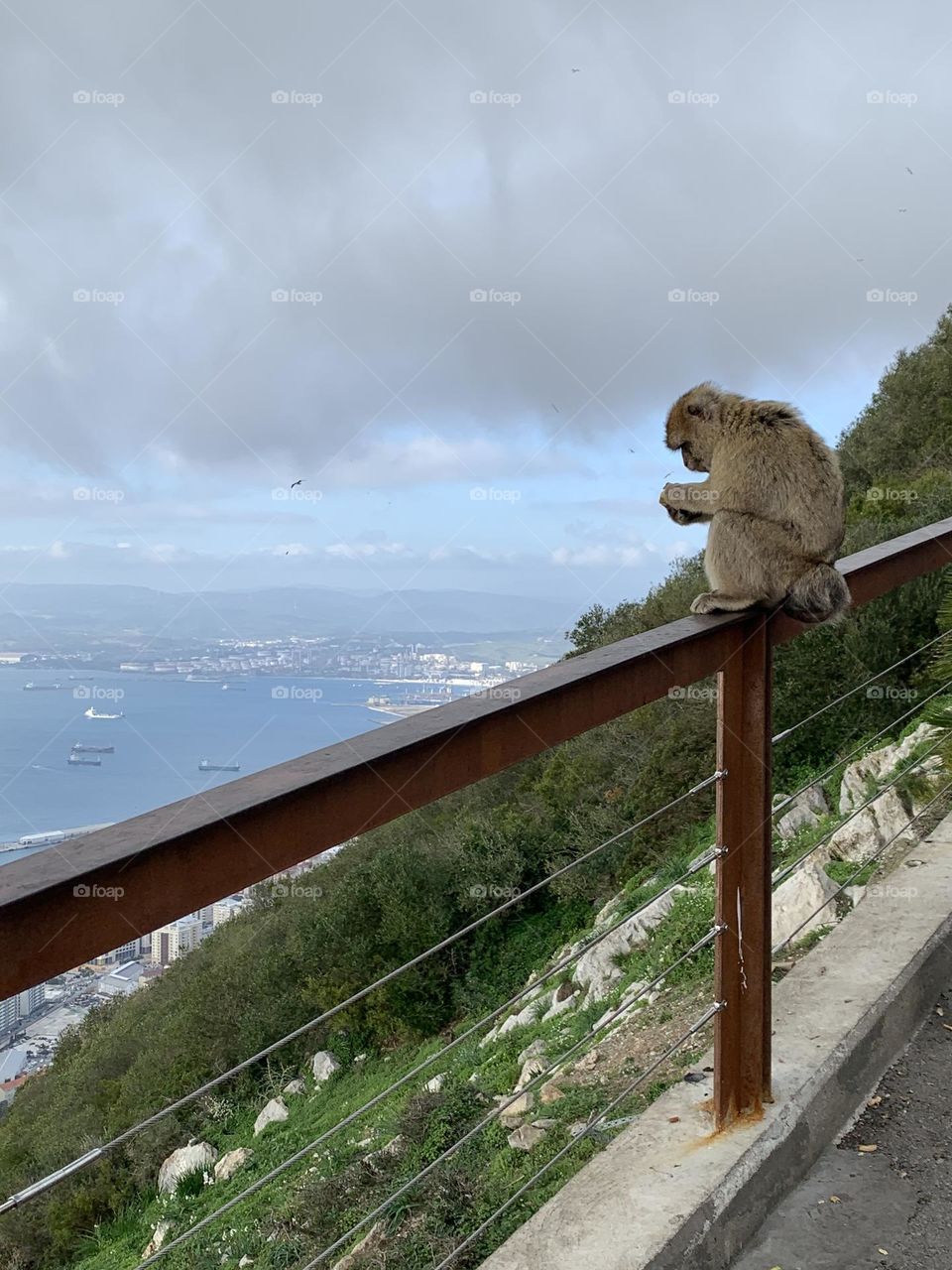 Wild monkey observes Gibraltar bay sitting over a fence with sea and mountains in the background 