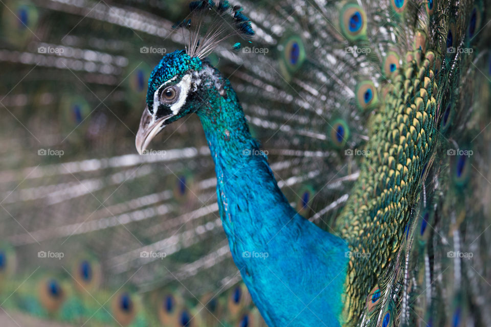 Peacock, Bird, Feather, Wildlife, Peafowl