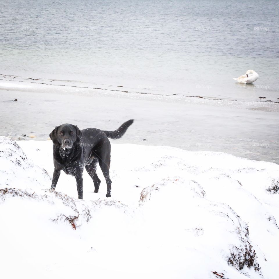 Black dog in the snow near beach