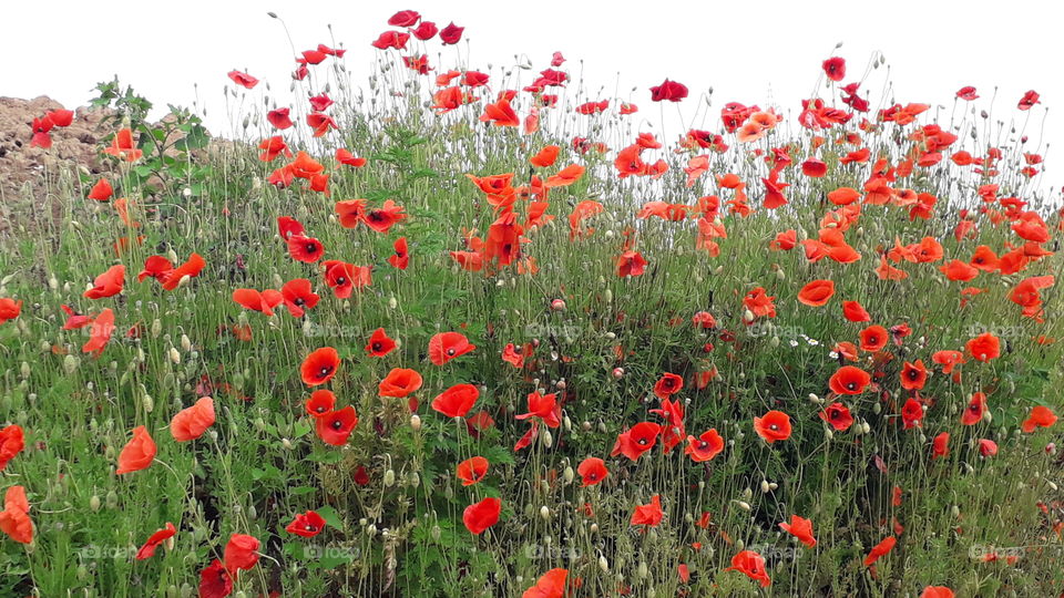poppies