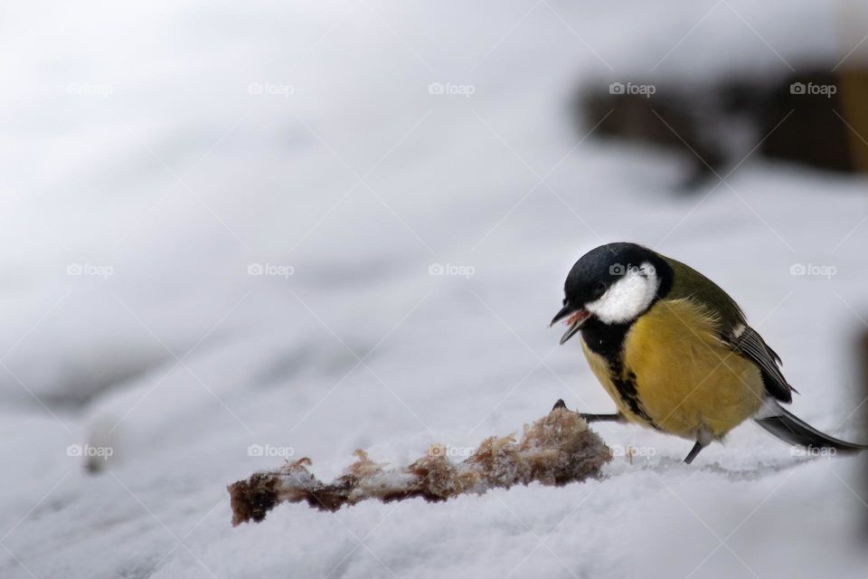 A bird on a snowy field 