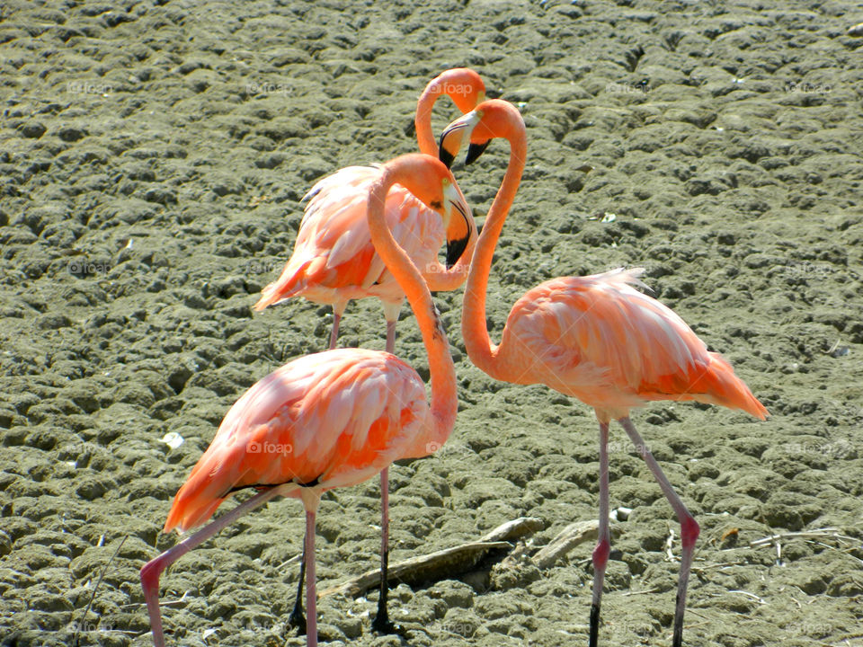 A group of pink Flamingos gather in a dry lake in Santiago de Cuba during a drought! Sad!