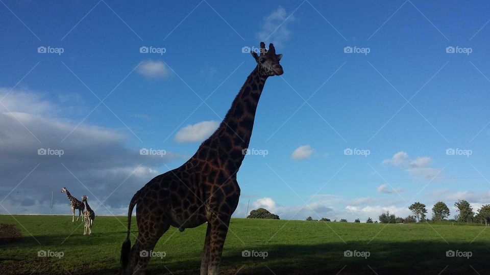 Random Giraffe roaming the wildlife park
