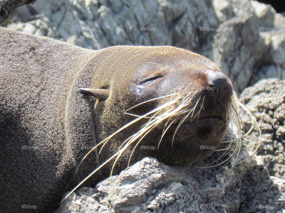 Snoozing sea lion