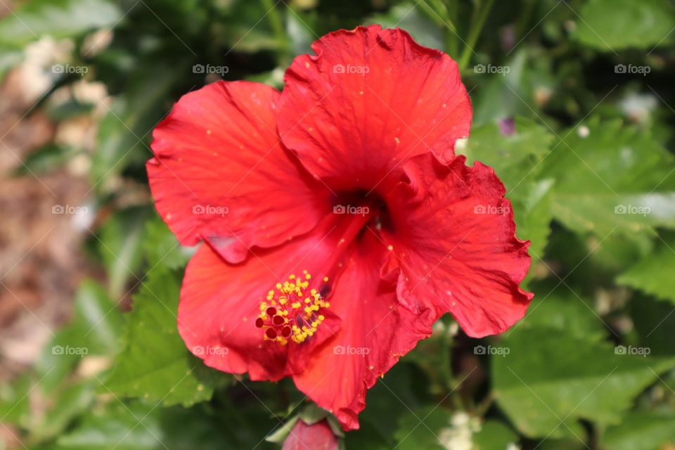 Red flower