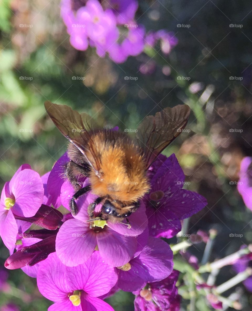 Bee photographed using iPhone 6s Plus 