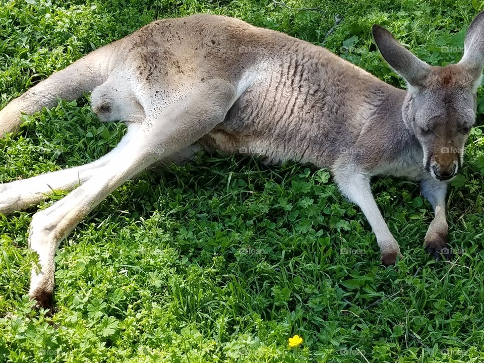 Wild life at drive thru safari in Arkansas 