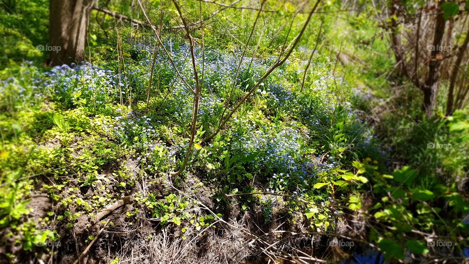 Forget-me-nots in a wood