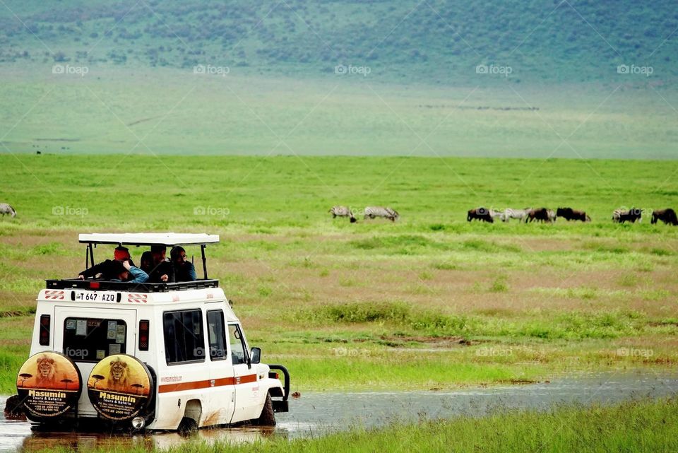 safari in Africa