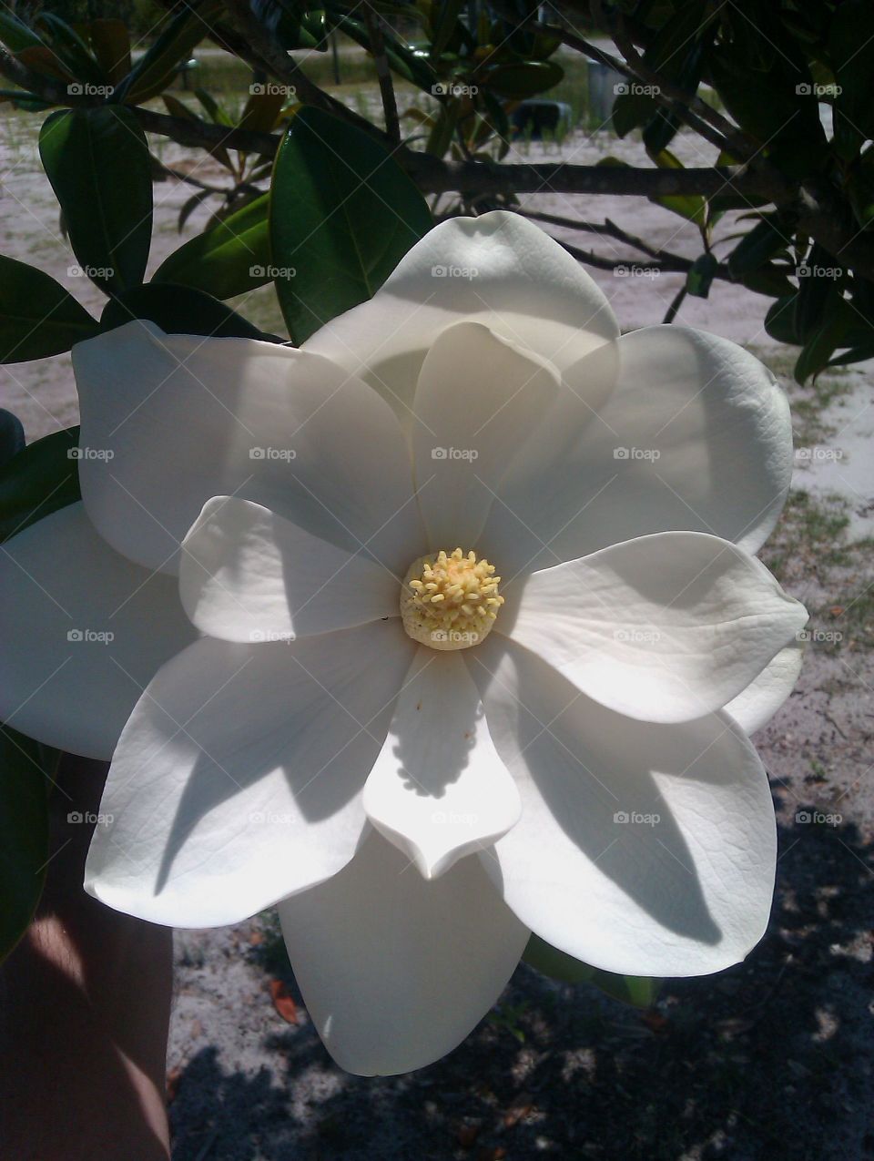 magnolia 2