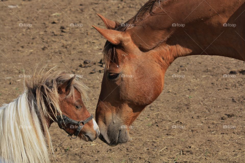 Nose to Nose. The mini Stallion meets a full size gelding