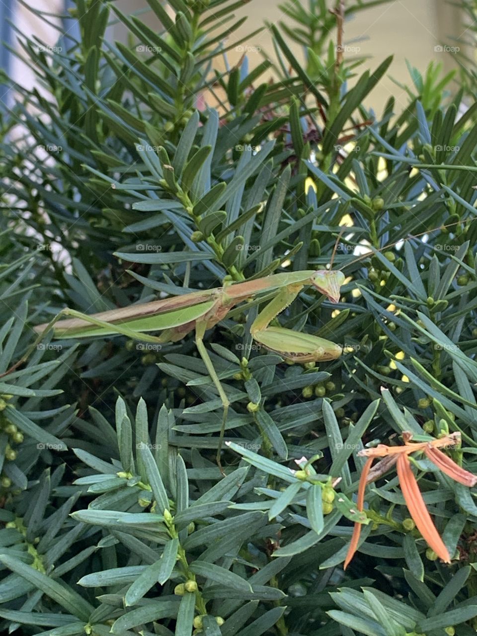 The Praying Mantis looks for a bite to eat, amongst the leaves of a neighborhood hedge. 