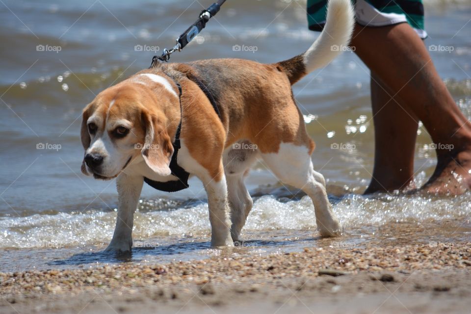 Beagle taking a walk at the beach 