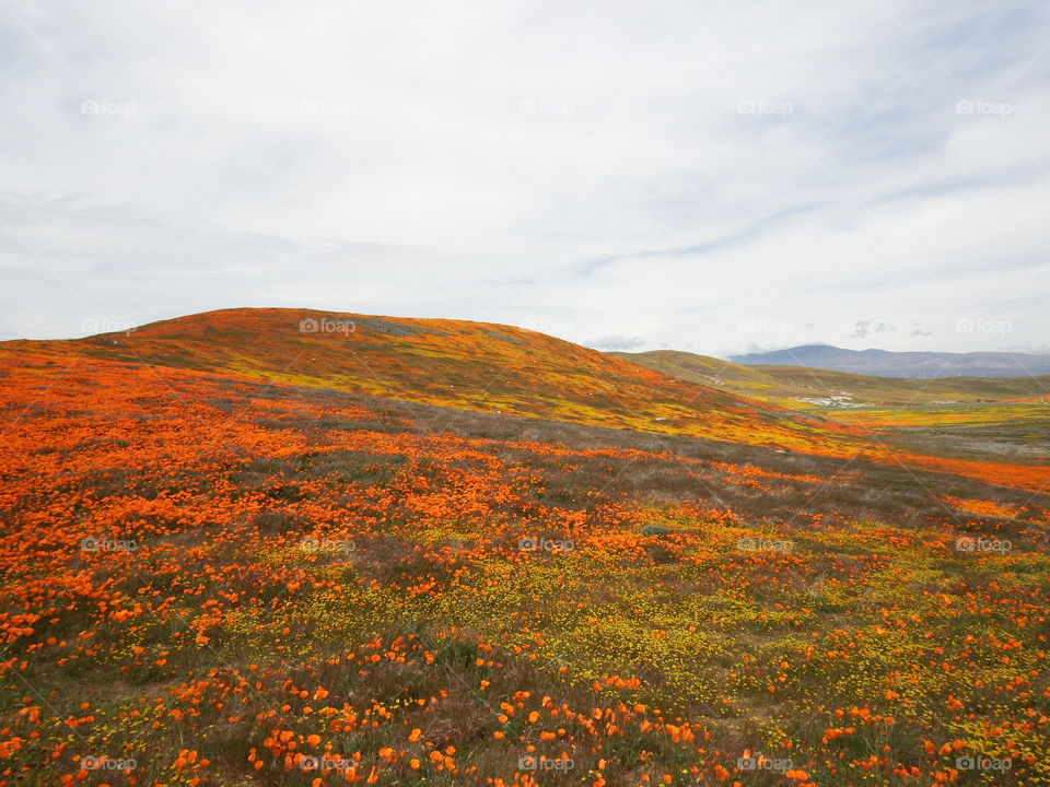 California Poppy field.