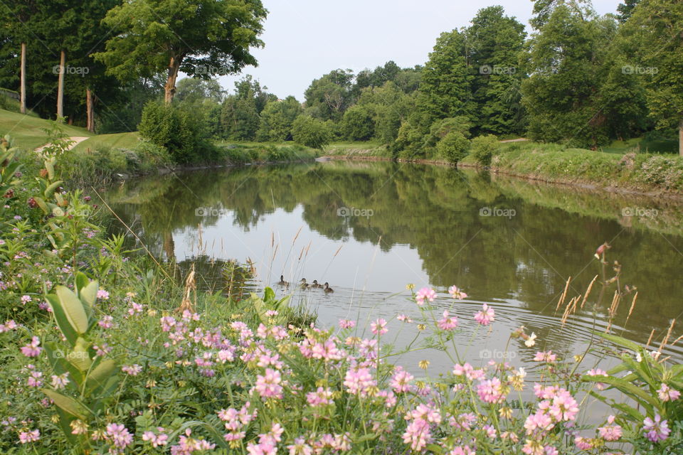 Summer morning