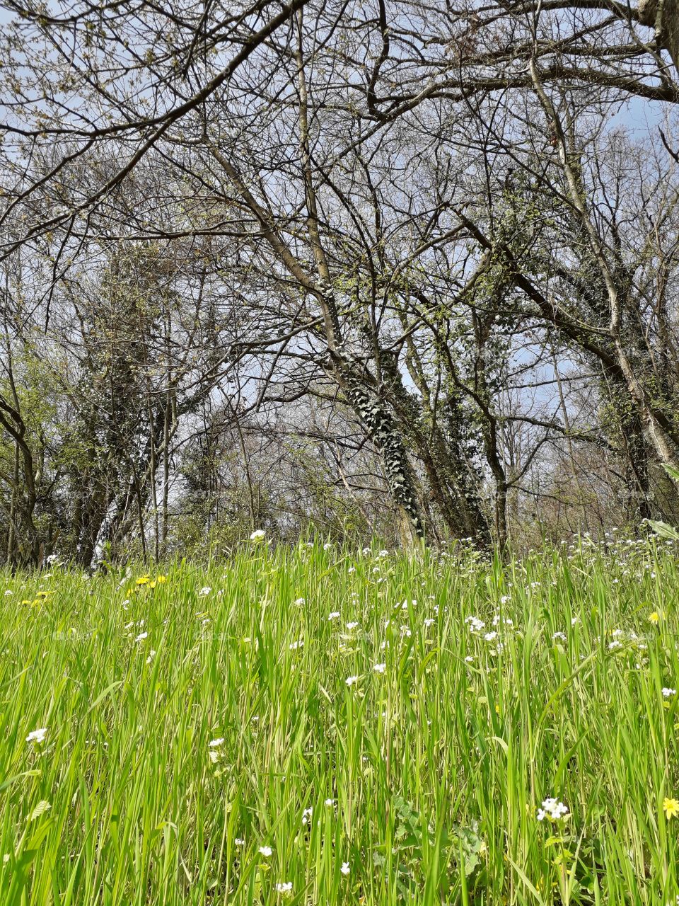 springtime in the wood
