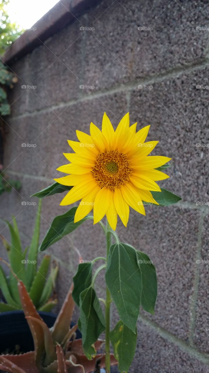 Real Yellow Sunflower