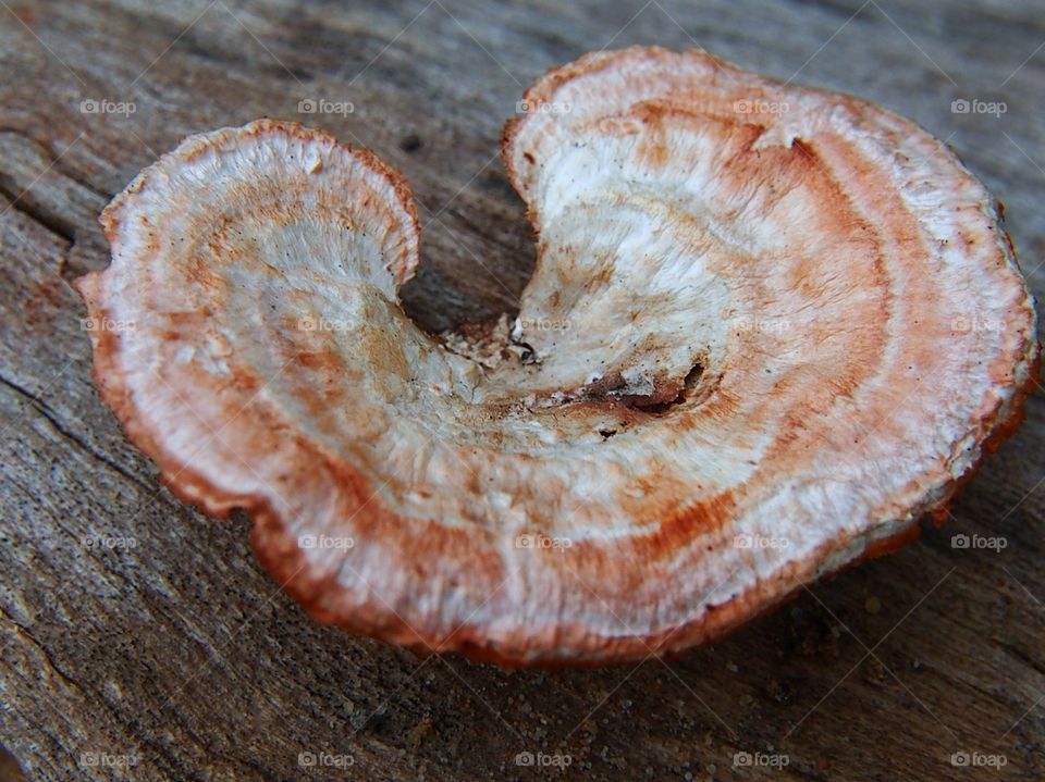 Close up of mushroom