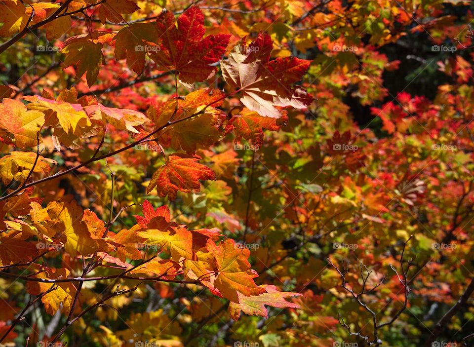 Beautiful yellow, gold, orange, and red maple leaves showing their brilliant fall colors. 