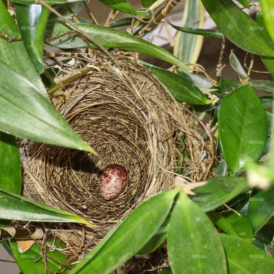 Bulbul bird's nest amongst Japanese bamboo plant