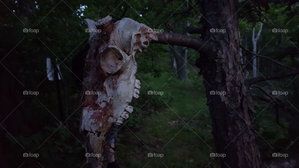 deer skull