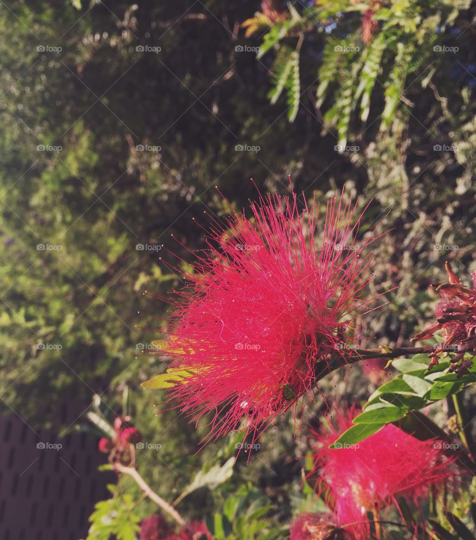 Uniquely Beautiful 🌺 