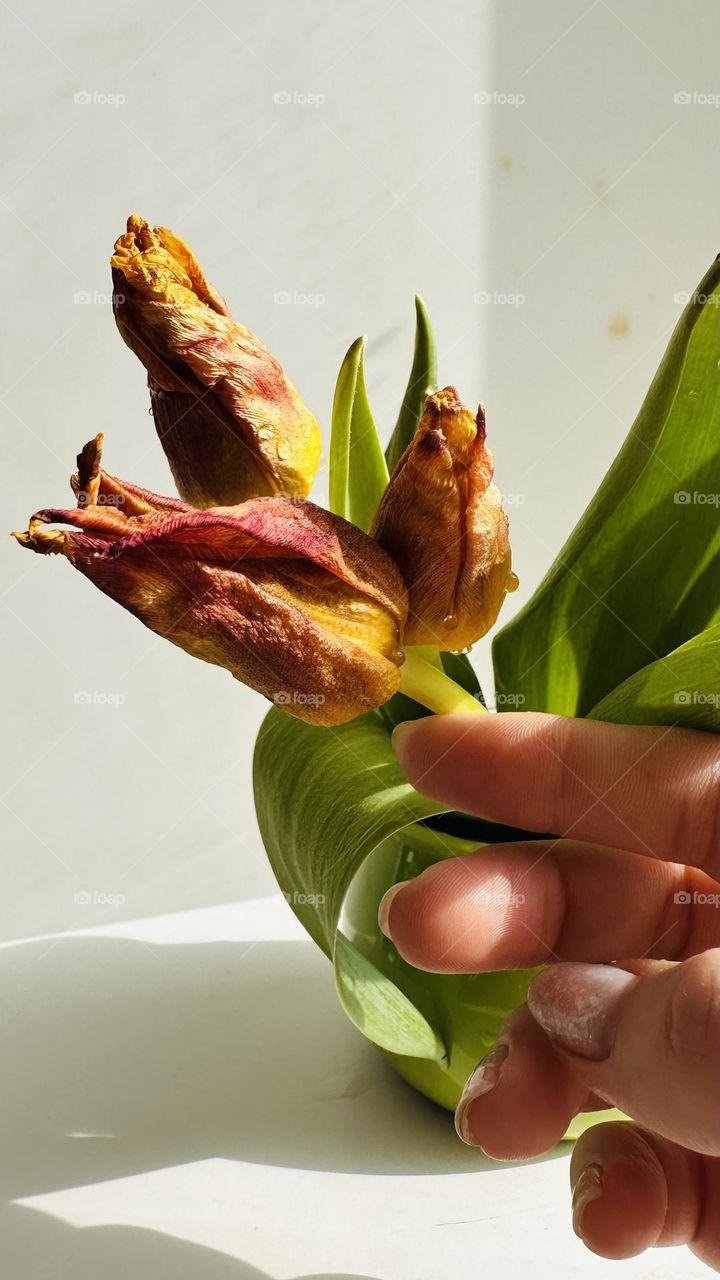 Delicate tulips in a cup