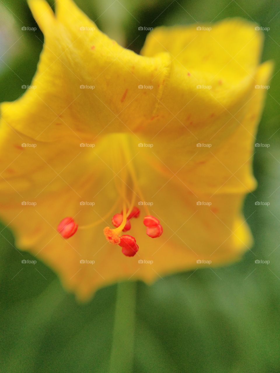 Close-up of yellow flower