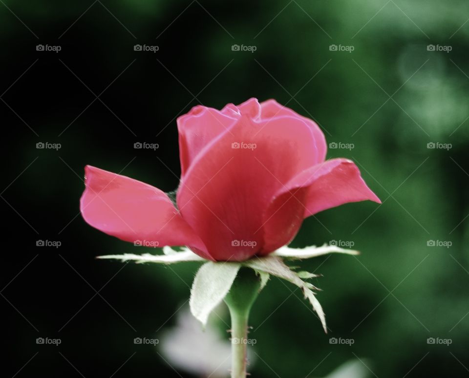 Close-up of pink rose