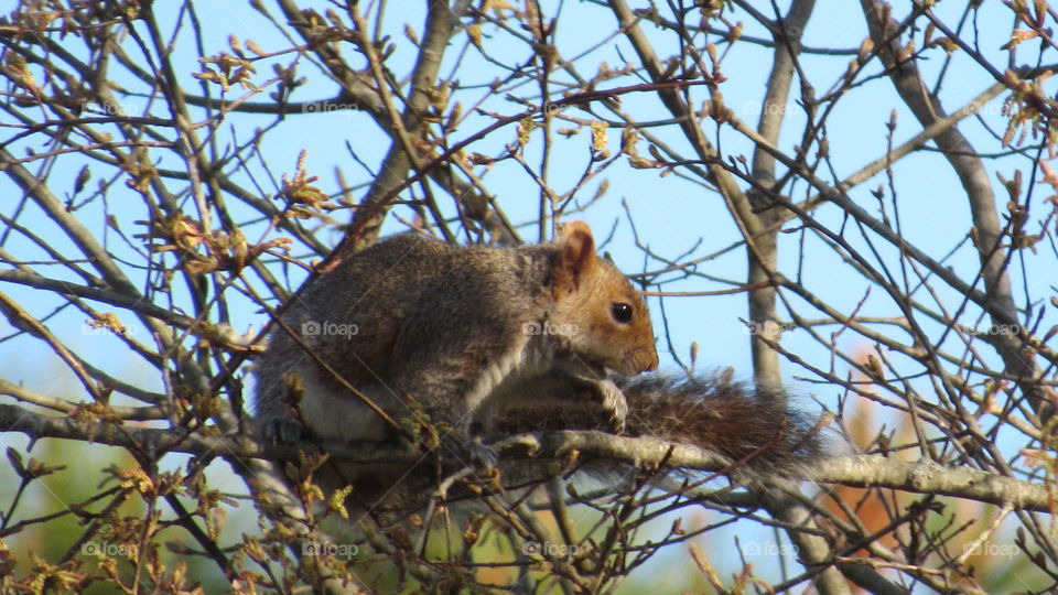 Eastern gray Squirrel in a tree