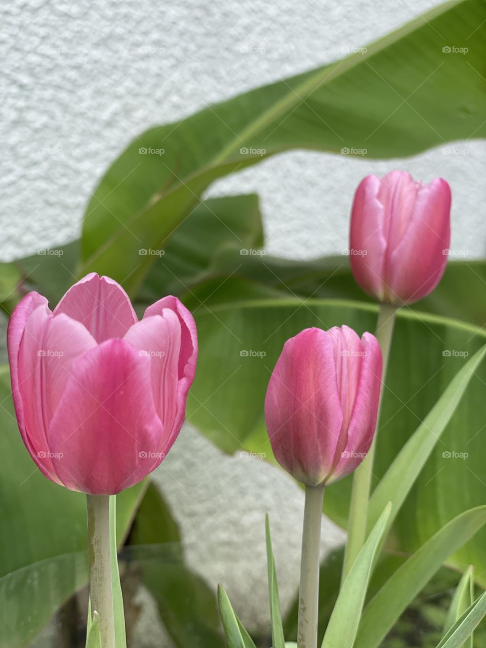 Tulipas 