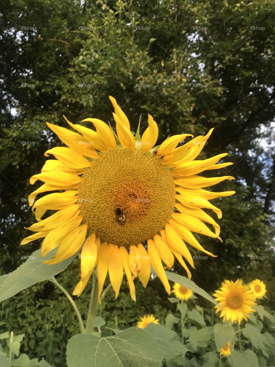 Bee enjoying the sunflower field