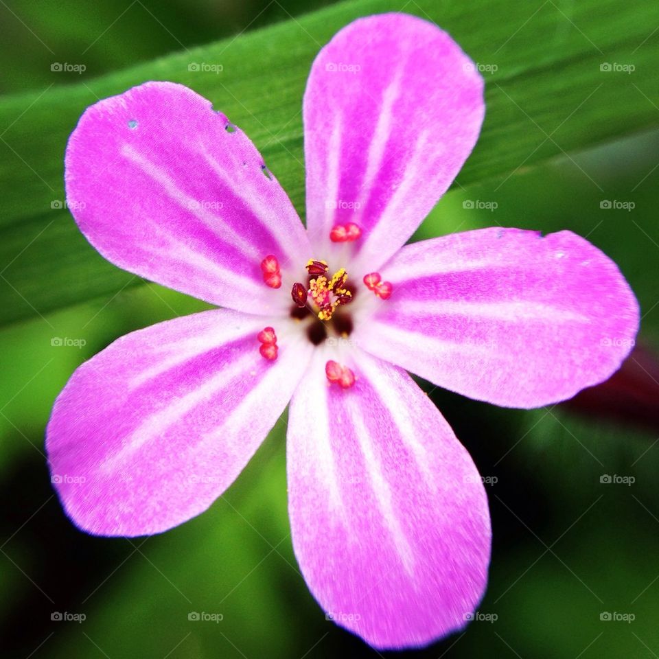 Pink petals 