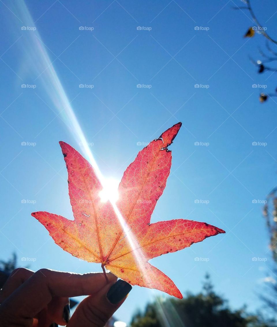 Red/yellow autumnal leaf