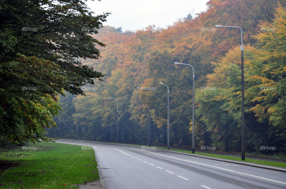 Fall foliage along the highway