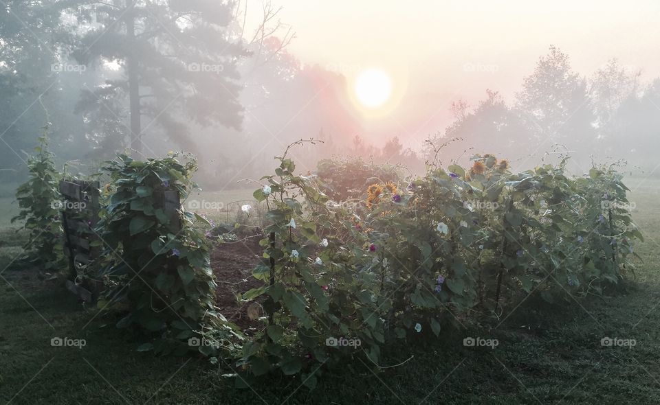 Misty sunrise over flower garden