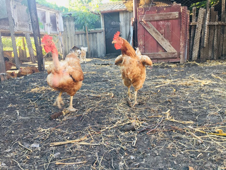 Птички с нашего двора