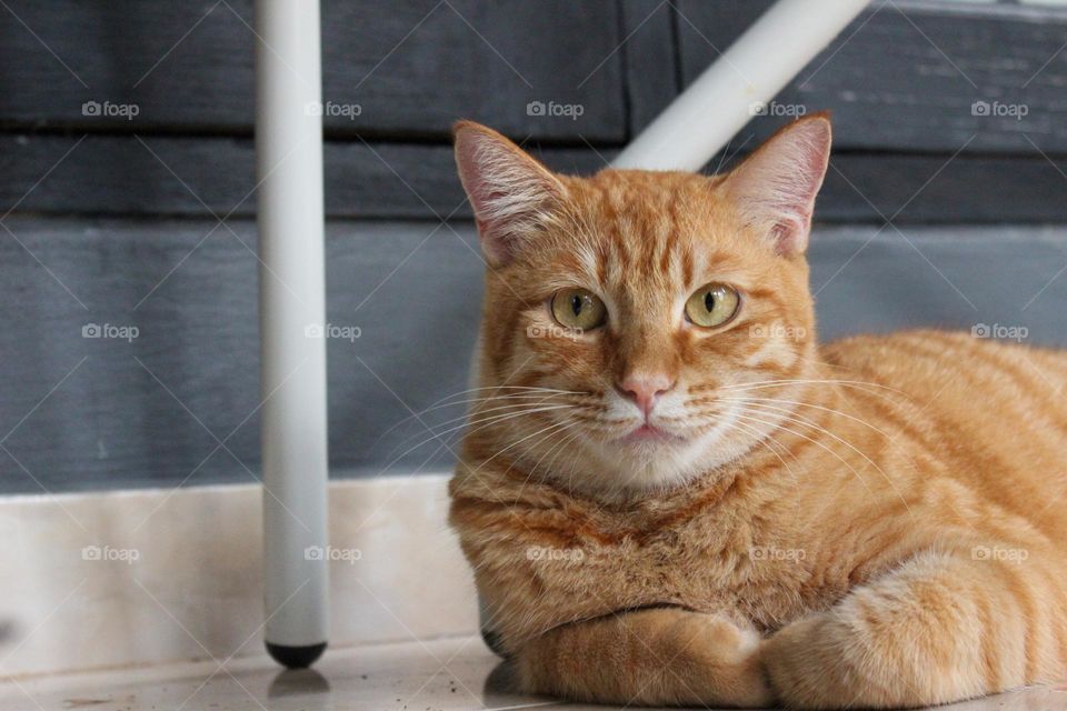 My ginger cat