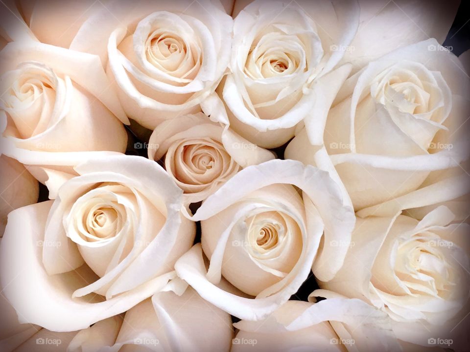 White roses